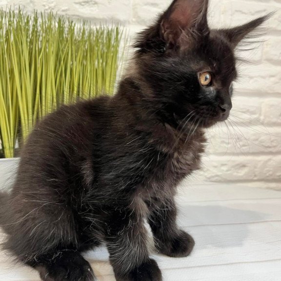 Maine Coon Jack