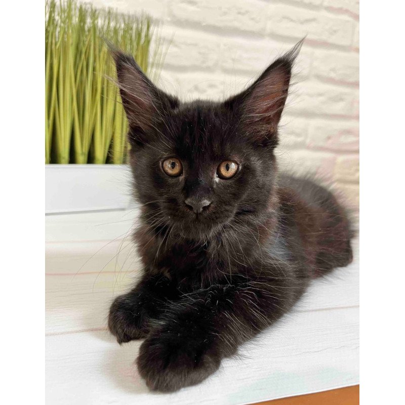 Maine Coon Jack