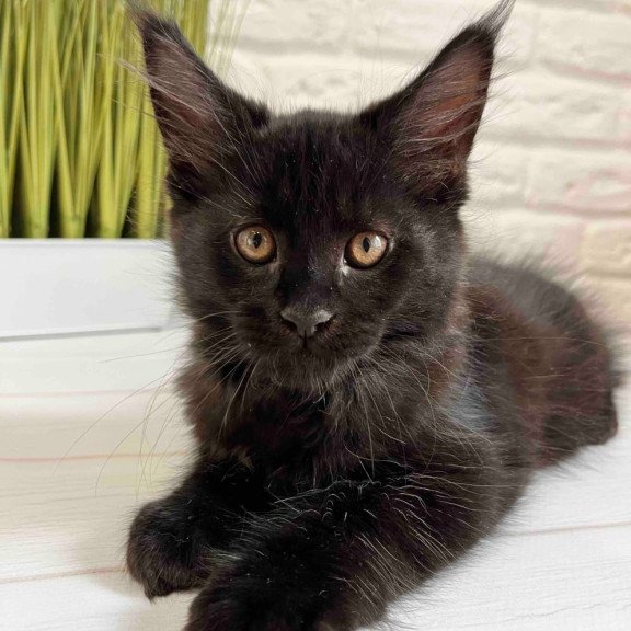 Maine Coon Jack