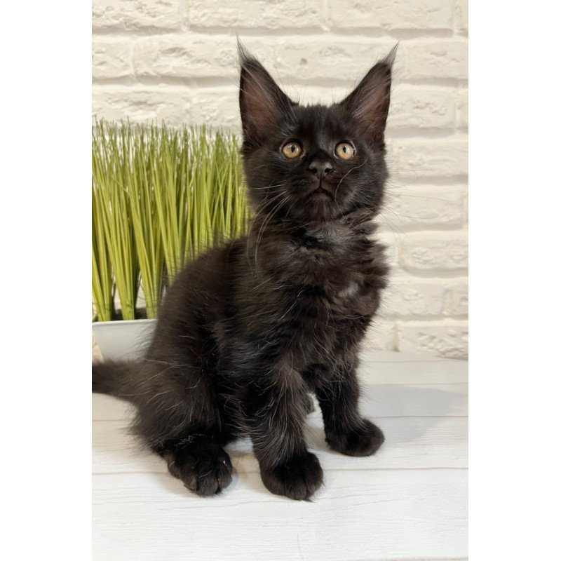 Maine Coon Jack