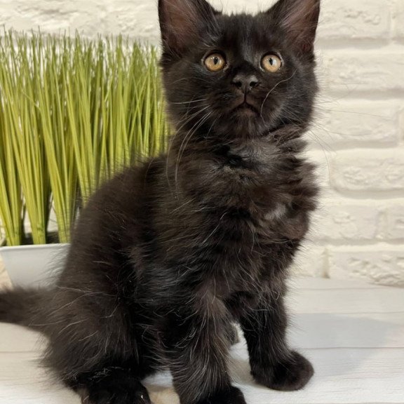 Maine Coon Jack