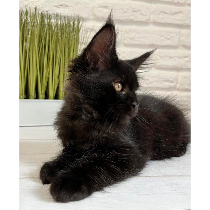 Maine Coon Jack