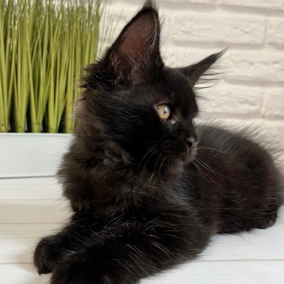 Maine Coon Jack