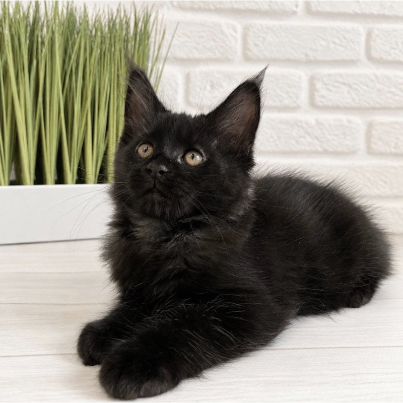Maine Coon Jack