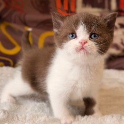 British Ace