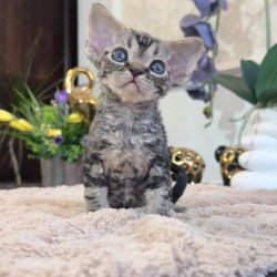 Devon Rex EM Simba