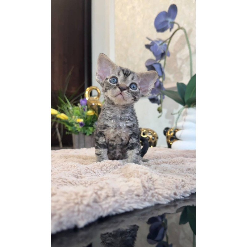 Devon Rex EM Simba