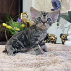 Devon Rex EM Simba