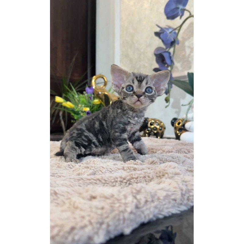 Devon Rex EM Simba