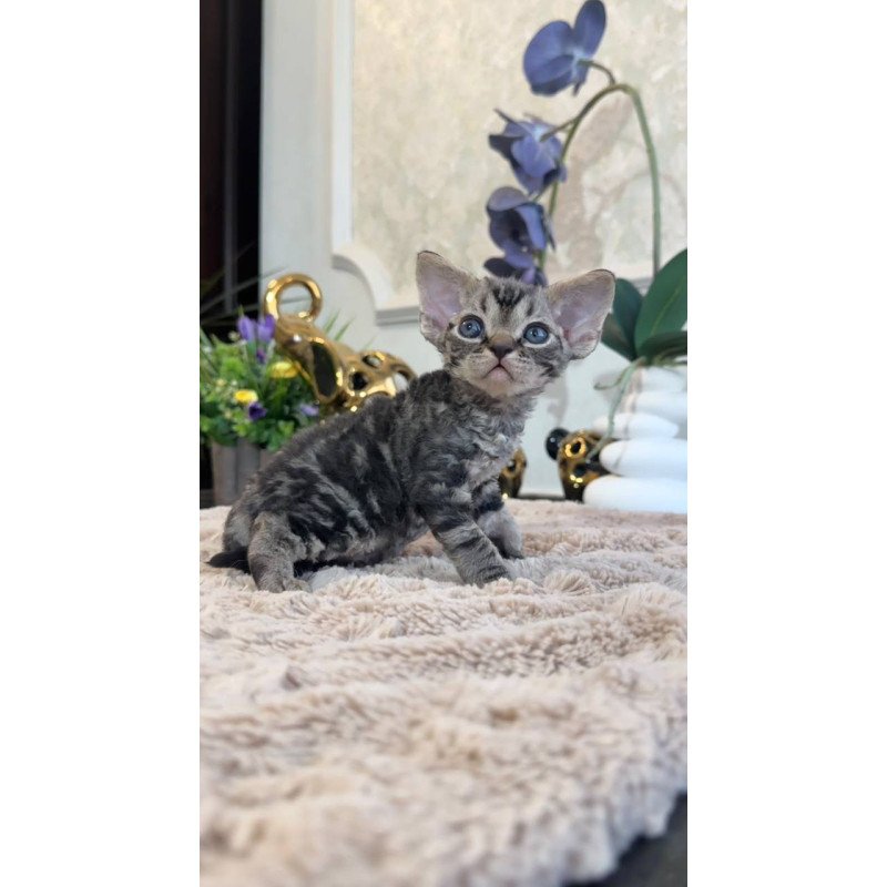 Devon Rex EM Simba