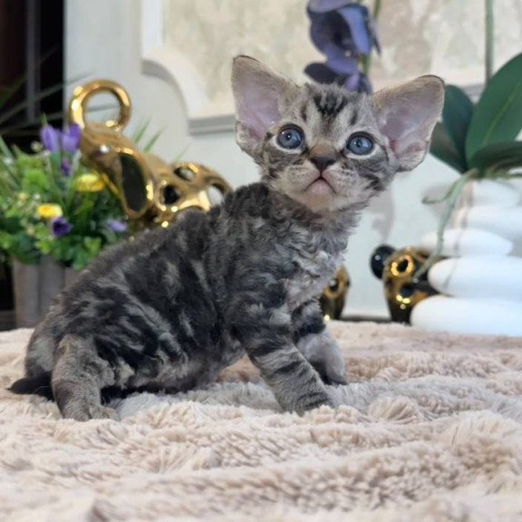 Devon Rex EM Simba