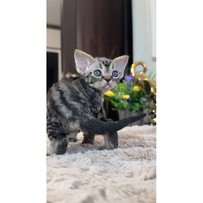 Devon Rex EM Simba