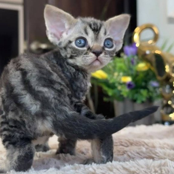 Devon Rex EM Simba