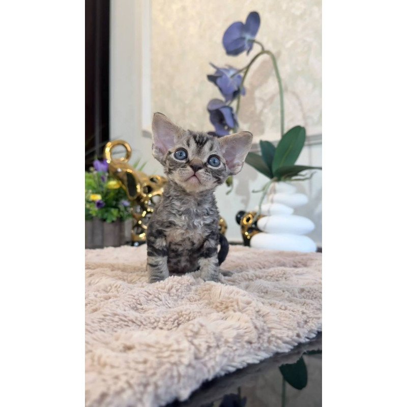 Devon Rex EM Simba