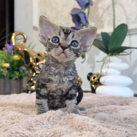 Devon Rex EM Simba