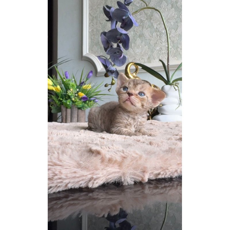 Devon Rex EM Orion