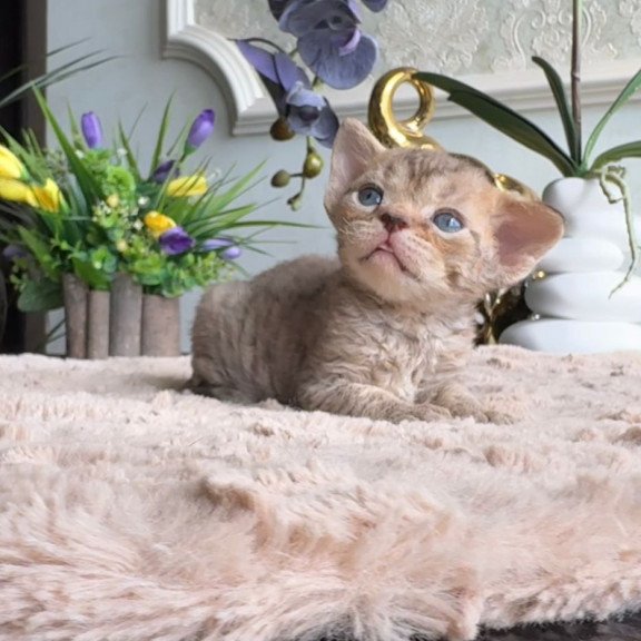 Devon Rex EM Orion