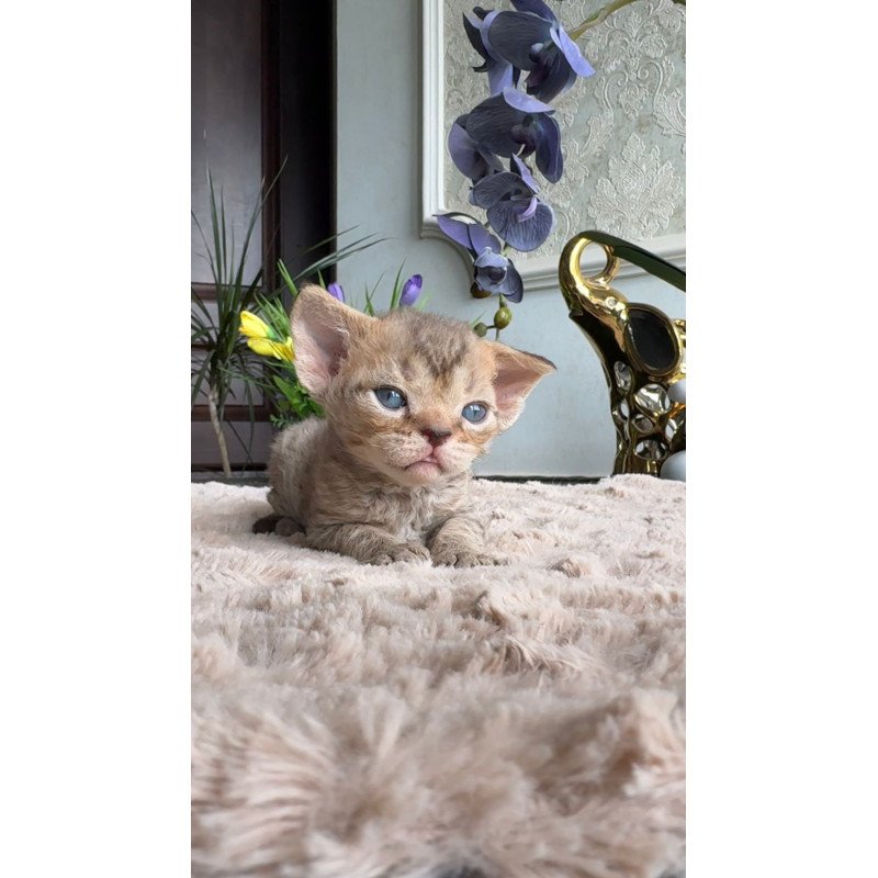 Devon Rex EM Orion