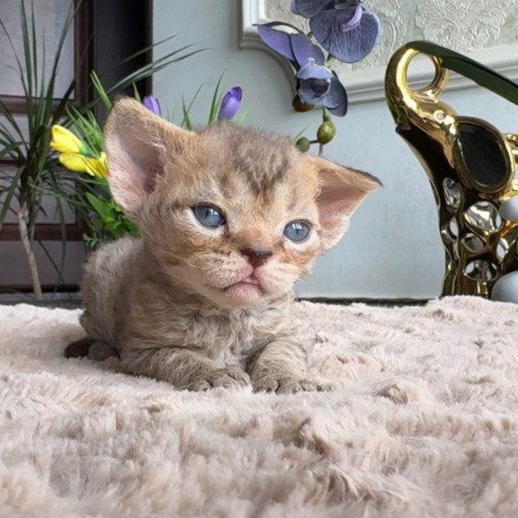 Devon Rex EM Orion