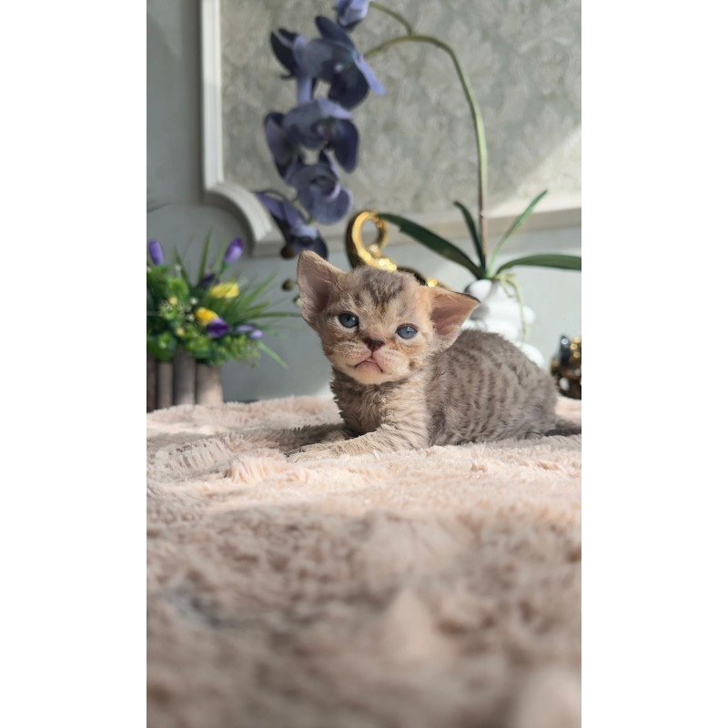 Devon Rex EM Orion