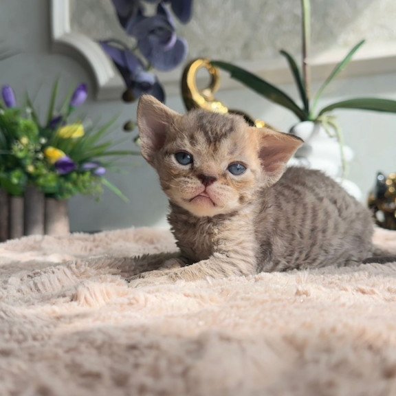 Devon Rex EM Orion