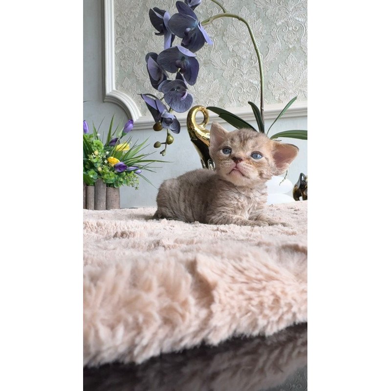Devon Rex EM Orion