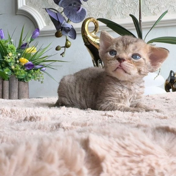 Devon Rex EM Orion