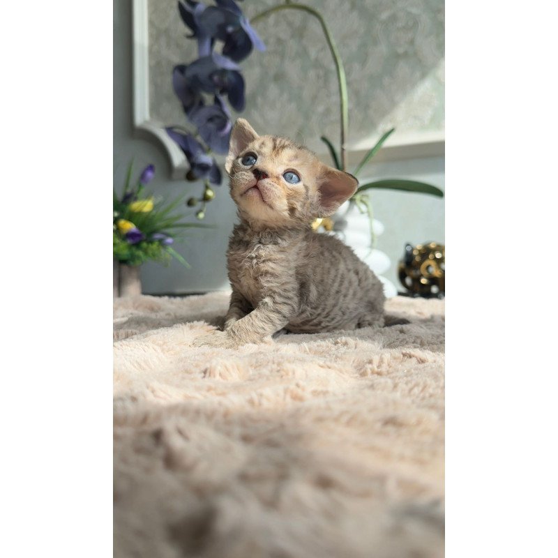 Devon Rex EM Orion