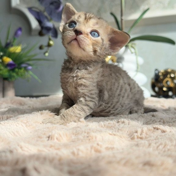 Devon Rex EM Orion