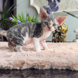 Devon Rex EM Lily