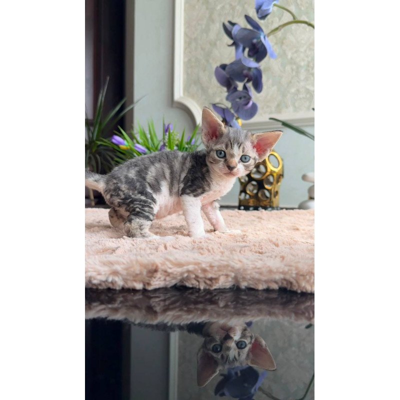 Devon Rex EM Lily
