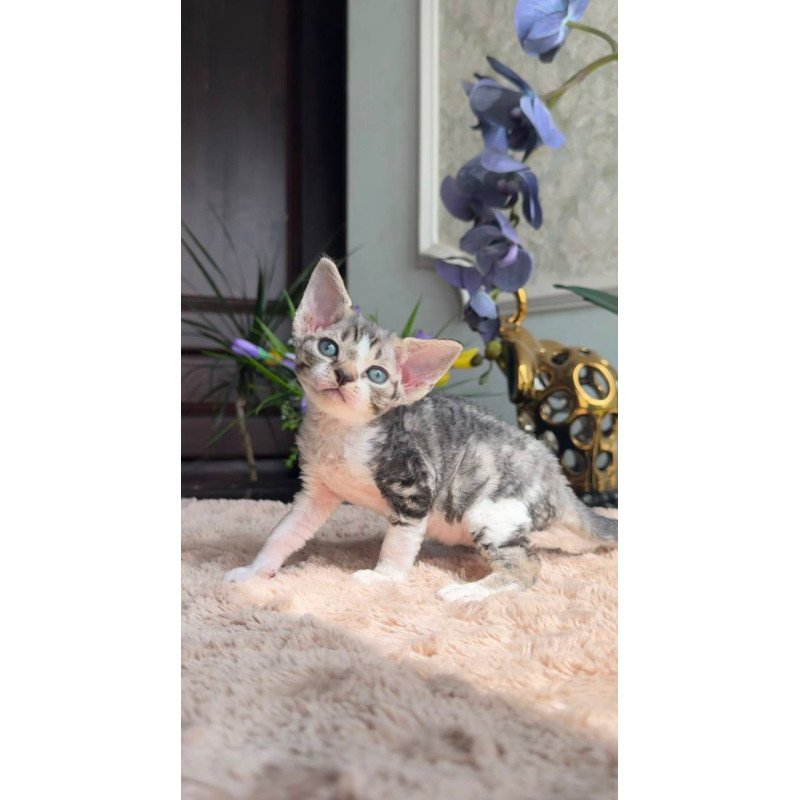 Devon Rex EM Lily