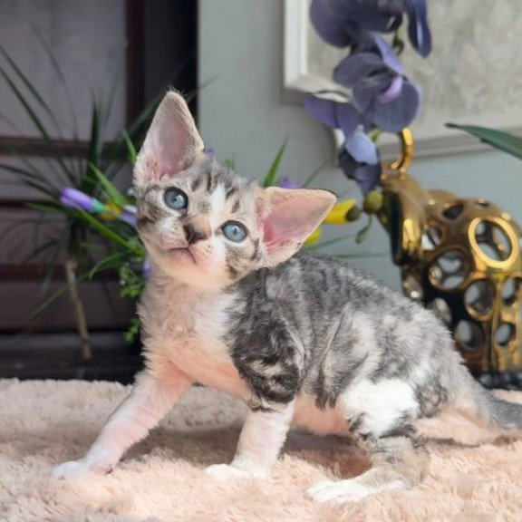 Devon Rex EM Lily