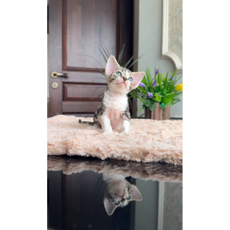 Devon Rex EM Lily