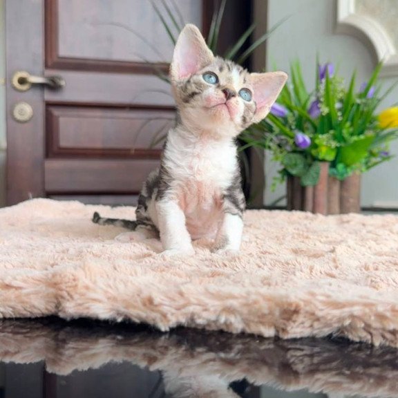 Devon Rex EM Lily