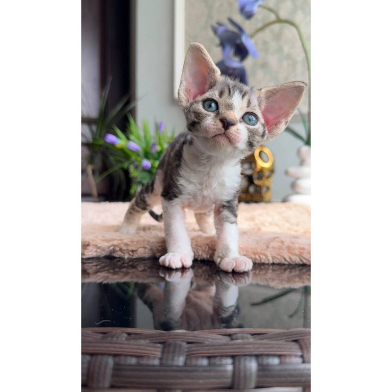 Devon Rex EM Lily