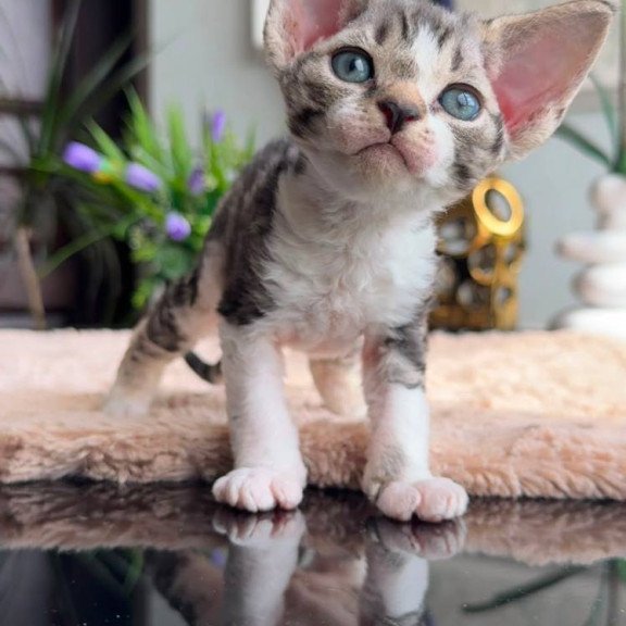 Devon Rex EM Lily