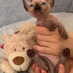 Bambino Kitten is in USA Ora