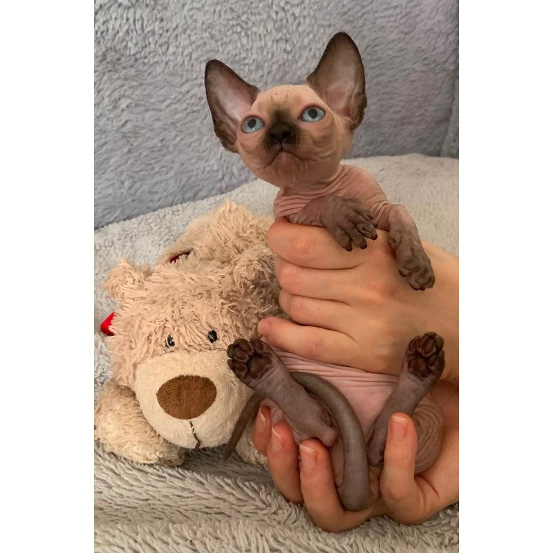 Bambino Kitten is in USA Ora