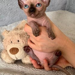 Bambino Kitten is in USA Ora