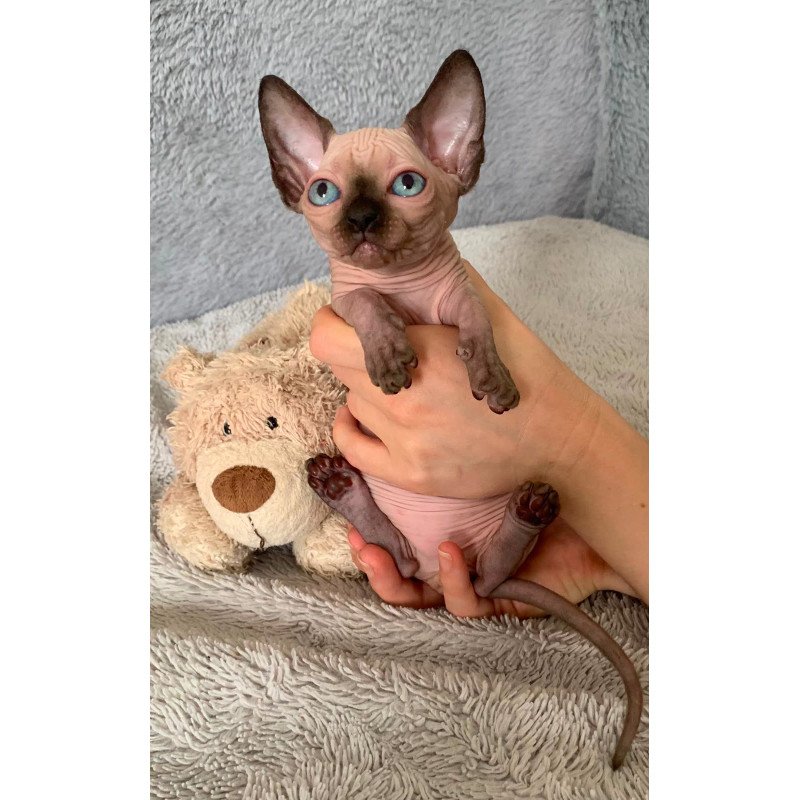Bambino Kitten is in USA Ora