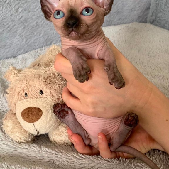 Bambino Kitten is in USA Ora