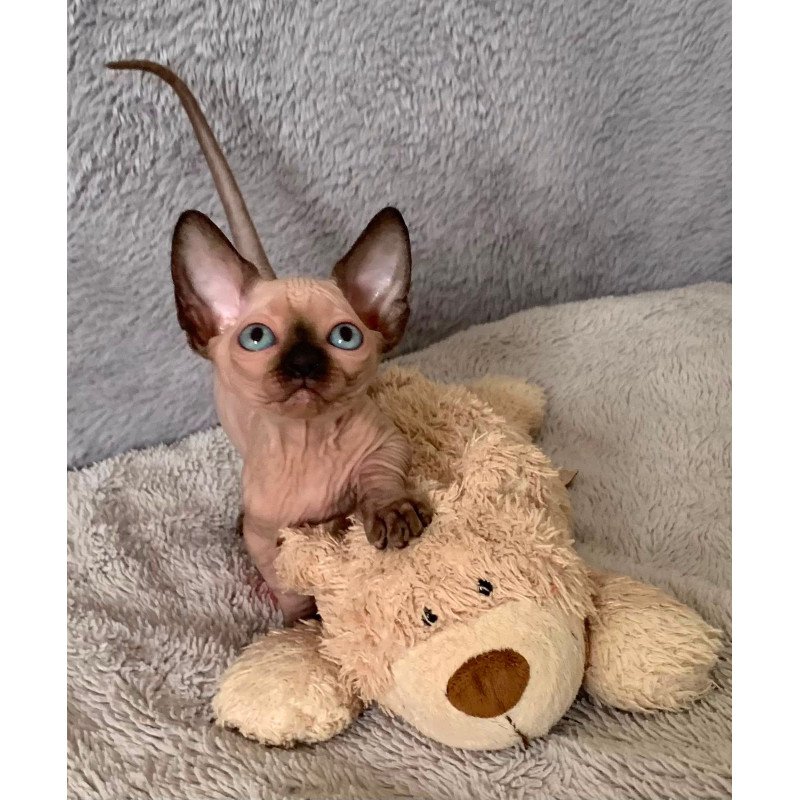 Bambino Kitten is in USA Ora