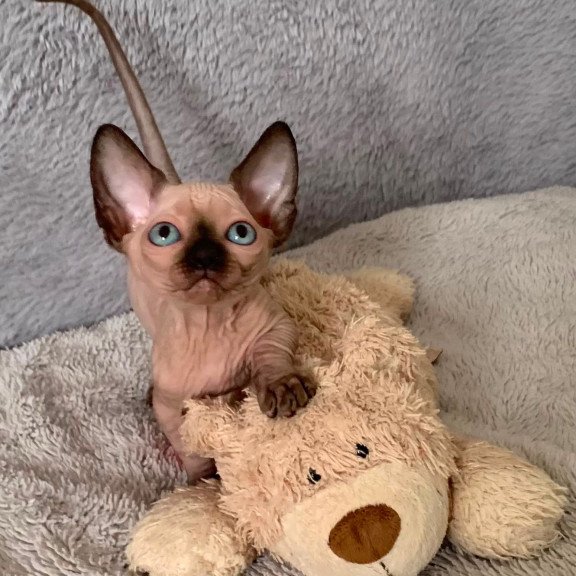Bambino Kitten is in USA Ora