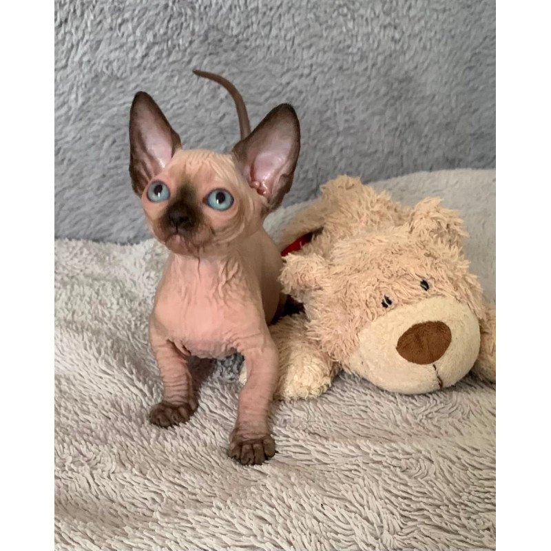 Bambino Kitten is in USA Ora