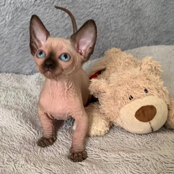 Bambino Kitten is in USA Ora