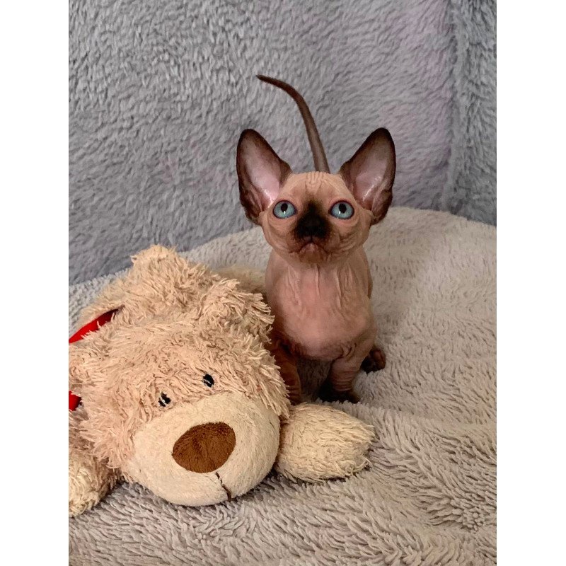 Bambino Kitten is in USA Ora