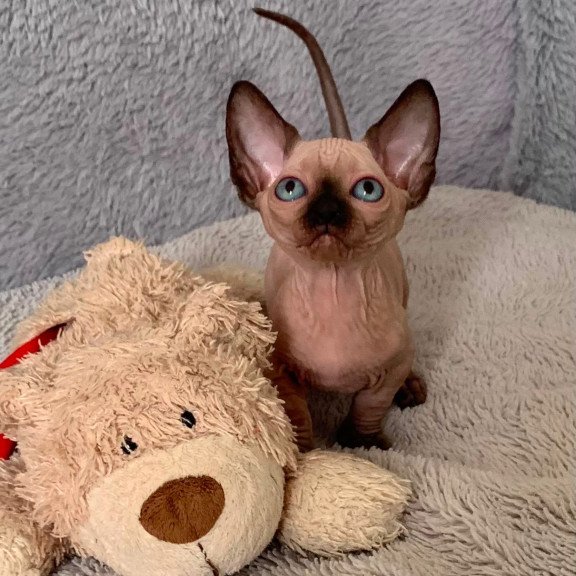 Bambino Kitten is in USA Ora