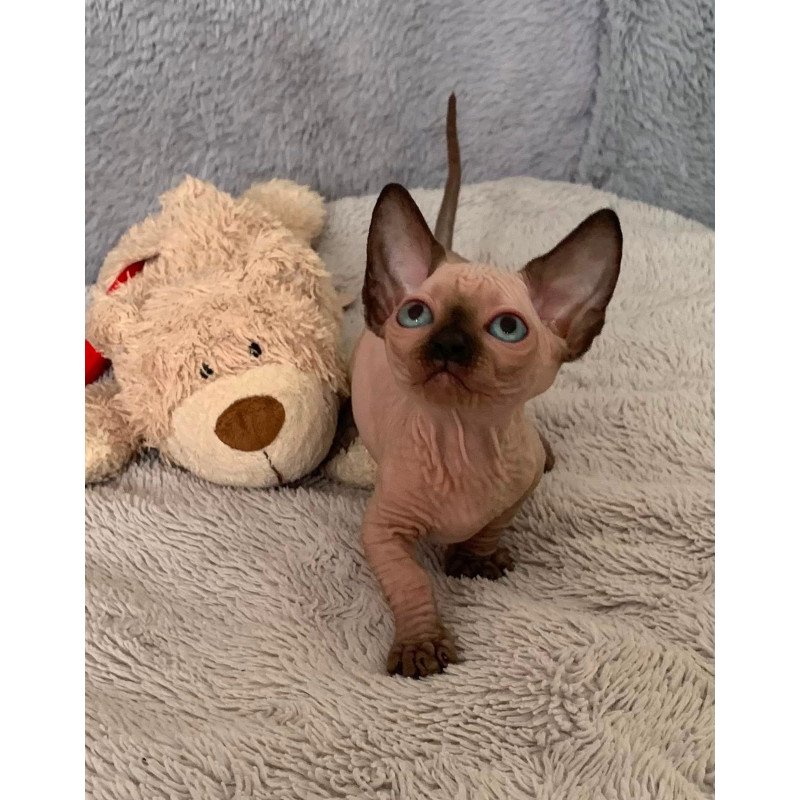 Bambino Kitten is in USA Ora