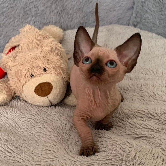 Bambino Kitten is in USA Ora